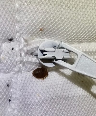bed-bug-exterminator-near-me-columbia-sc Bed bug and small insects on white fabric near a zipper.