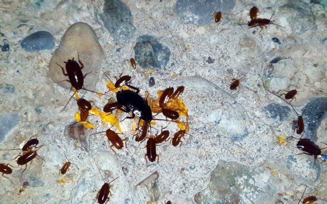 Cockroaches gathered on rocky ground around orange pumpkin scraps, lit by a bright light.