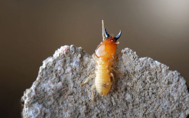 formosan-termite-removal-prevention-pest-columbia-sc Single termite on a rock.