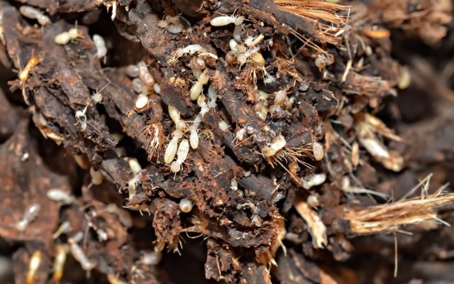 subterranean-termite-removal-pest-services-columbia-sc Termites on a chuck of roots.