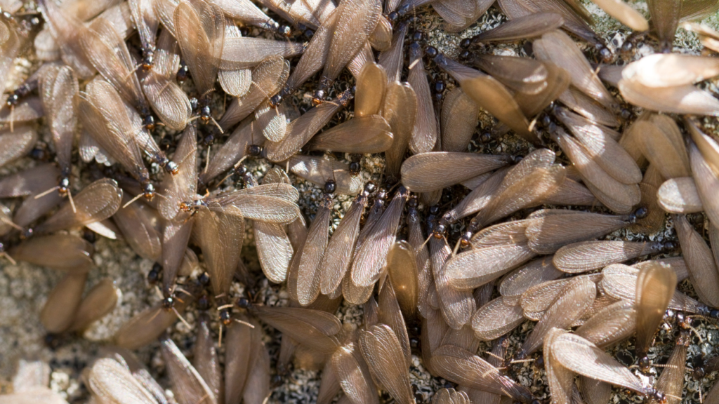 Termites with wings en masse.
