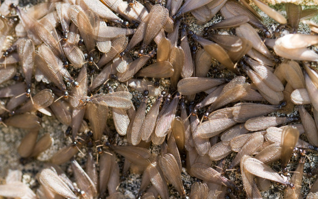termite-swarm-pest-control-fort-mill-sc Termites with wings swarming.