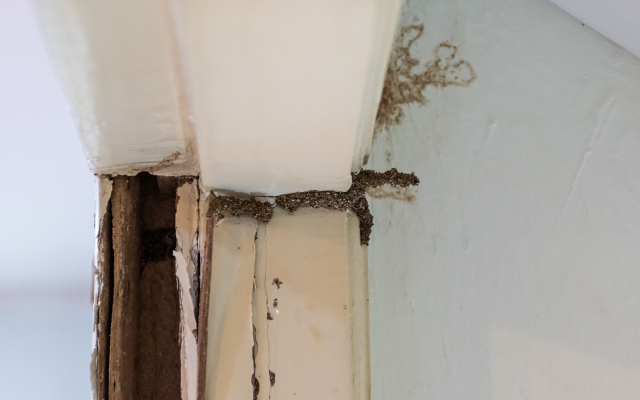 termites-in-my-house-pest-control-fort-mill-sc Termite damage on a doors threshold.