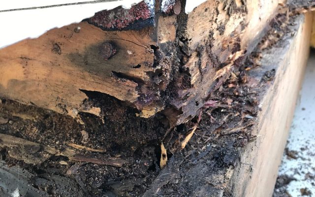 Termite damage showing inside roof.