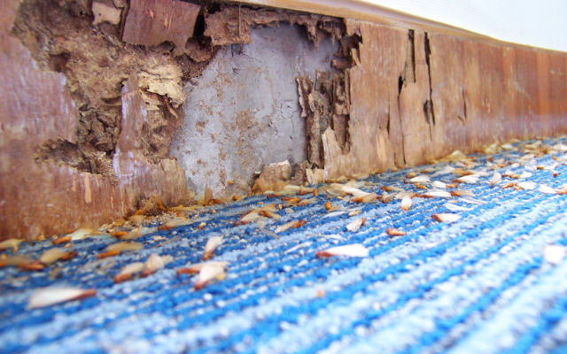 Termite damage showing inside bottom of the wall