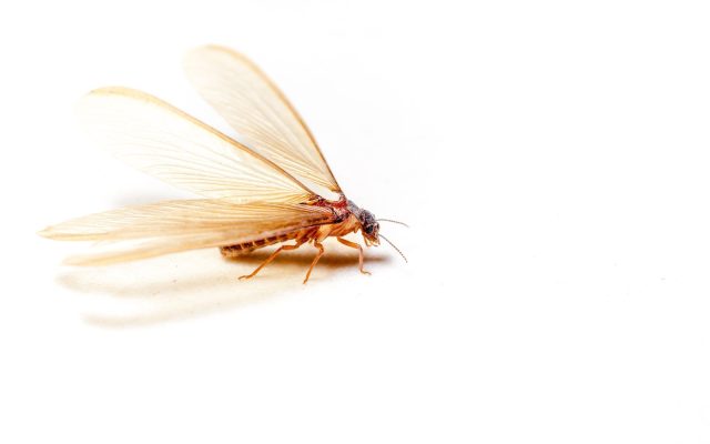 termite-vs-flying-ant-control-pest-company-columbia-sc Termite with wings extended.