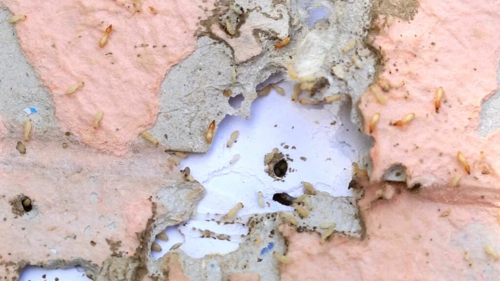 Termites and feces on a pink stucco wall with a hole.