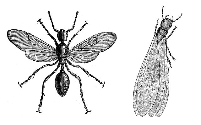 entomological illustration comparing an ant to a termite.