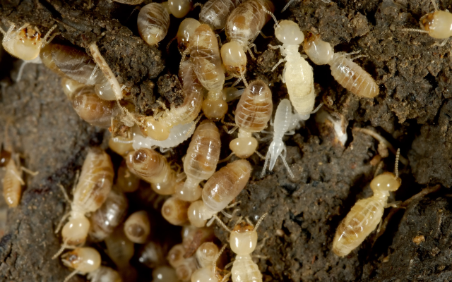 Neotenic Termites, immature termites.