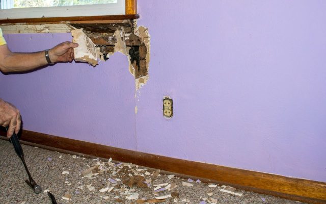 Persons hand pulling back rotted wall exposing termite damage on a purple wall.
