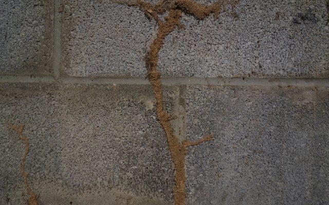 Brown termite tube on cinder block wall.