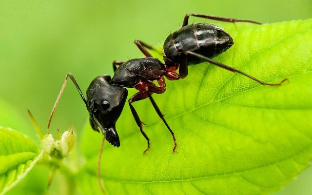 Carpenter ant on a bright green leaf.