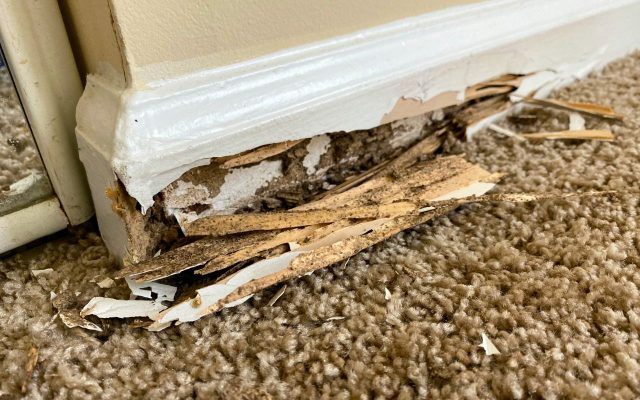 Baseboard crumbling due to Termite damage