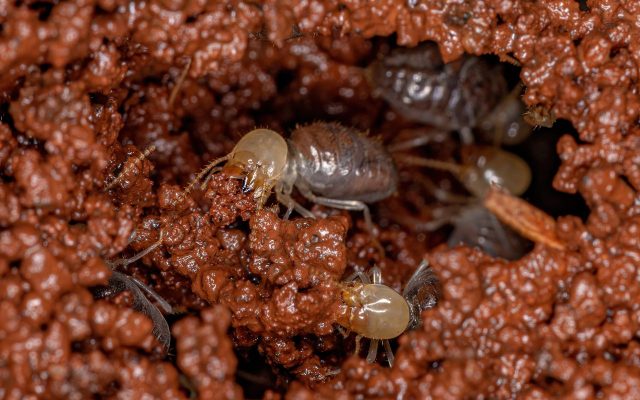 worker termites in red dirt.