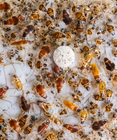 hundreds German cockroaches with feces on sticky trap.