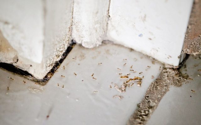 Winter ant s on broken tile grout.