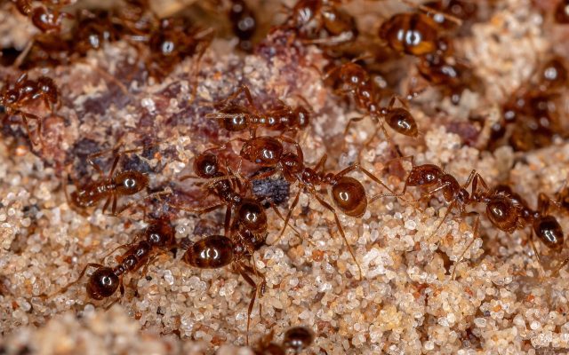 Fire ants up close on sand.