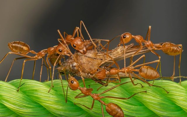 Red ants eating another bug.