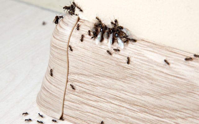 Black ants some with wings on base board.