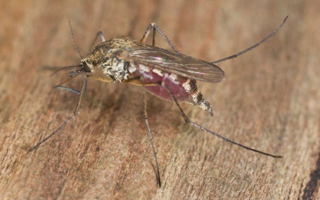 Mosquito with engorged abdomen resting on a wooden surface.
