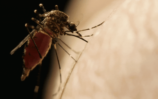 Mosquito feeding on human skin, with detailed view of engorged abdomen and fine leg hairs.