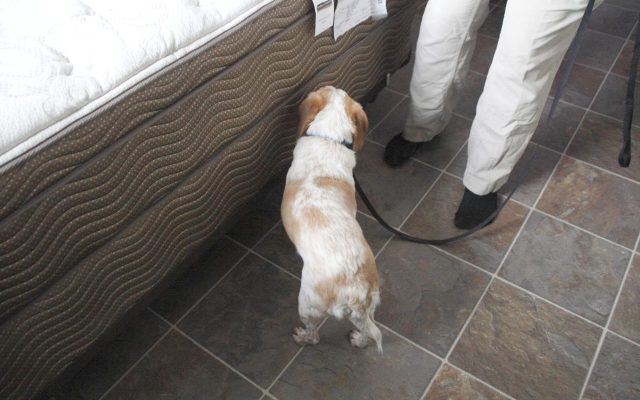 Canine bed bug detection dog on a leash sniffing near a mattress beside a person in light pants and black shoes on a tiled floor.