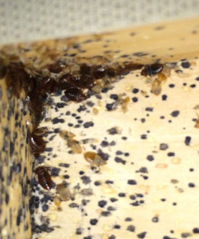 bedbug-bed-bug-pest-control-chapin-sc Close-up of a wooden furniture joint heavily infested with bed bugs, showing nymphs, adults, fecal stains, and shed skins.