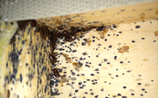 Close-up of a wooden furniture joint heavily infested with bed bugs, showing nymphs, adults, fecal stains, and shed skins.