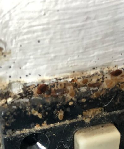 bedbug-bed-bug-pest-control-in plugs-irmo Close-up of a wall electrical outlet infested with bed bugs in various life stages, surrounded by dark fecal stains.