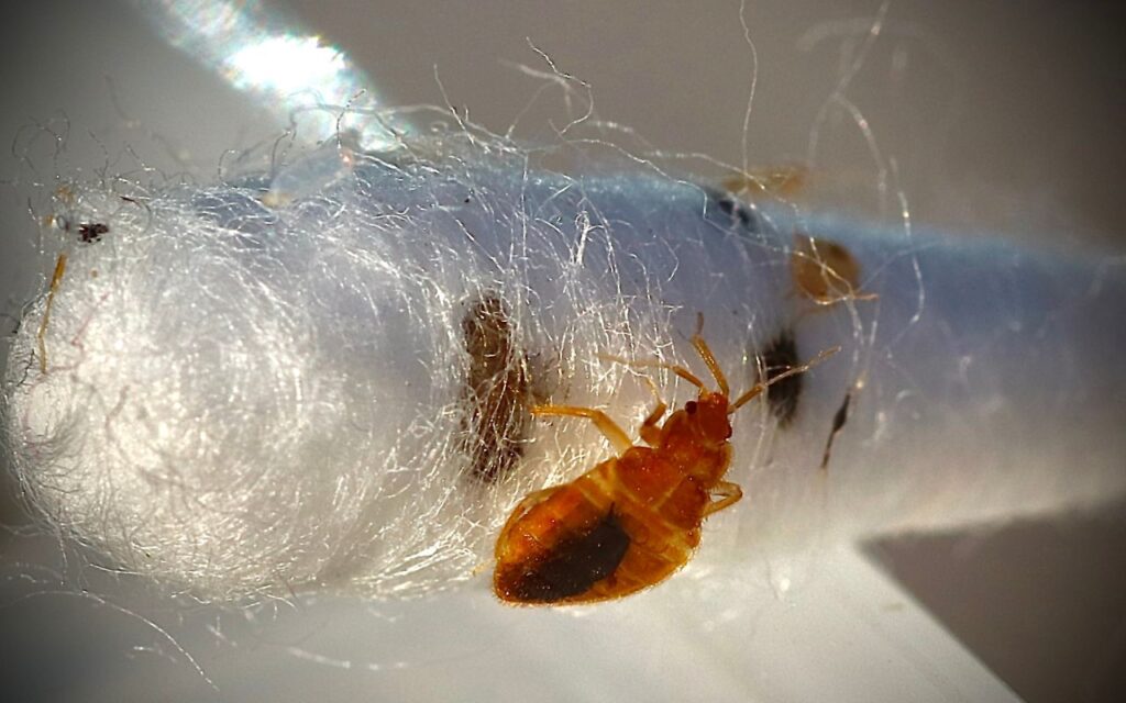 Adult bed bug and several nymphs on a fibrous white surface with dark fecal stains and entangled threads.