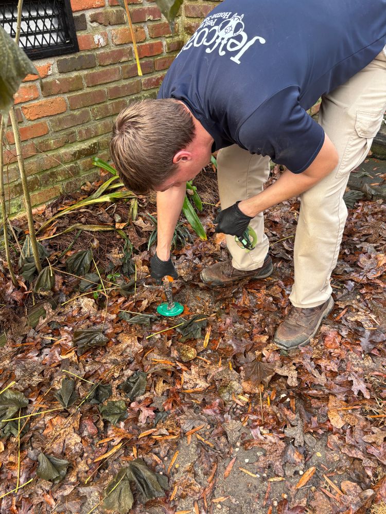 hundreds German cockroaches with feces on sticky trap.