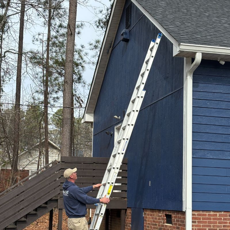hundreds German cockroaches with feces on sticky trap.
