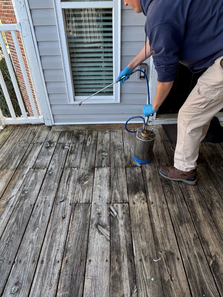 hundreds German cockroaches with feces on sticky trap.