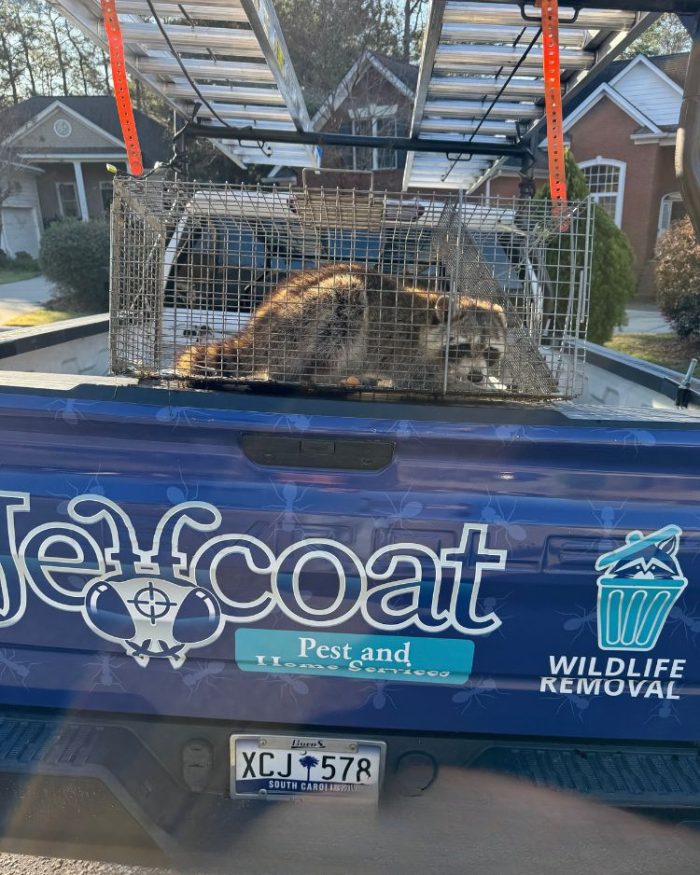 Raccoon inside a metal cage trap on a Jeffcoat Pest and Wildlife Removal truck parked in a suburban neighborhood.