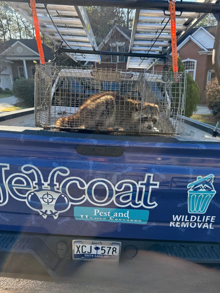Raccoon inside a metal cage trap on a Jeffcoat Pest and Wildlife Removal truck parked in a suburban neighborhood.