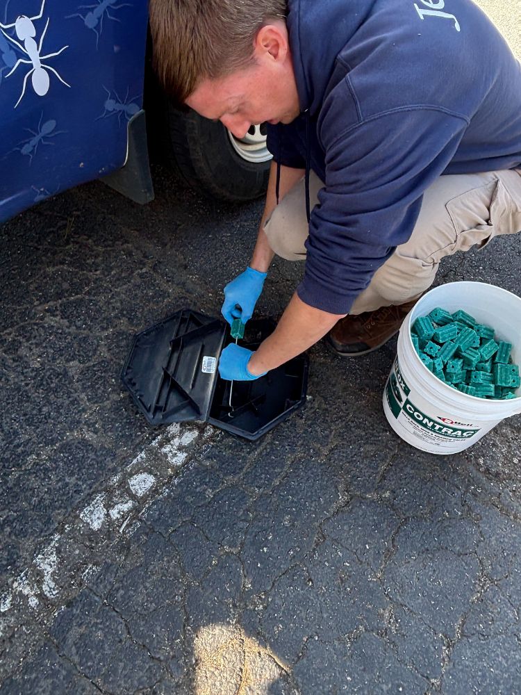 hundreds German cockroaches with feces on sticky trap.