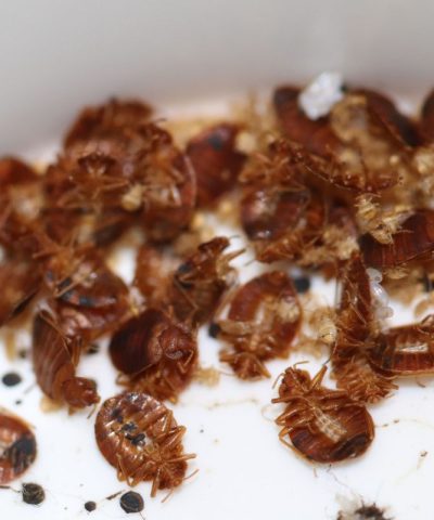 what-are-bed-bugs-columbia-sc Close-up of dead bed bugs, shed exoskeletons, black fecal spots, and white particles scattered on a white surface.