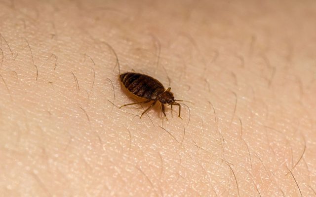 Close-up of a bed bug on human skin, showing its brown oval body, six legs, and antennae against fine skin texture and hair