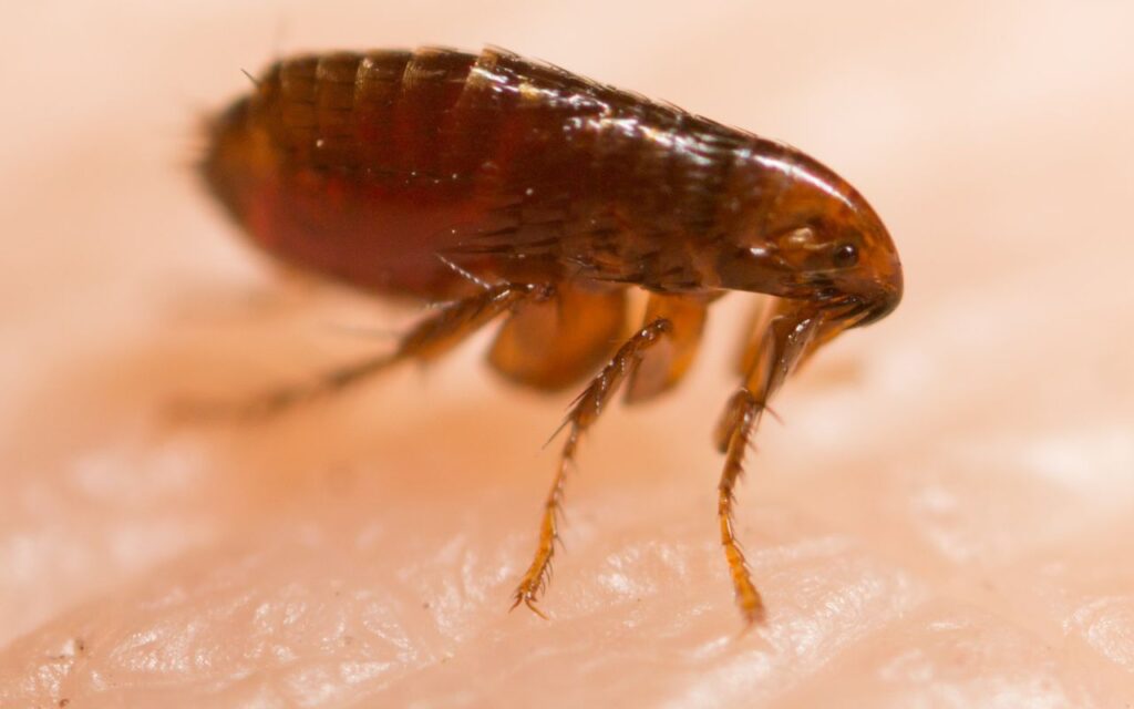 Highly detailed close-up of reddish-brown flea with segmented, laterally compressed body, long jumping legs, antennae, and leg bristles.