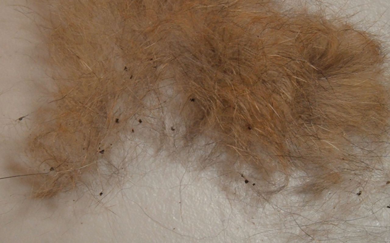 Cramer Tech applying mosquito force field