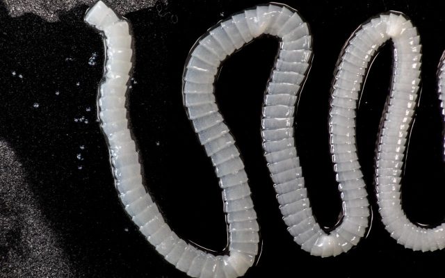 pest-control-flea-fleas-pet-tapeworm-irmo-sc pest-control-flea-fleas-pet-tapeworm-irmo-sc