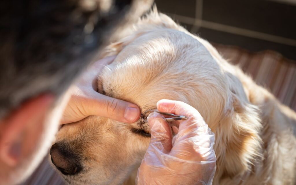 Close-up of person using tweezers and gloved hand to groom eye area of light-colored Golden Retriever; other hand gently lifts eyelid, striped mat visible in background.
