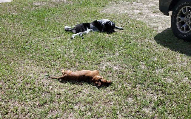 yard-grass-sand-flea-pest-control-columbia-south-carolina wo dogs lying on grassy ground near vehicle; one black and white dog in background, one brown dog in foreground, with tire and body of vehicle partially visible.