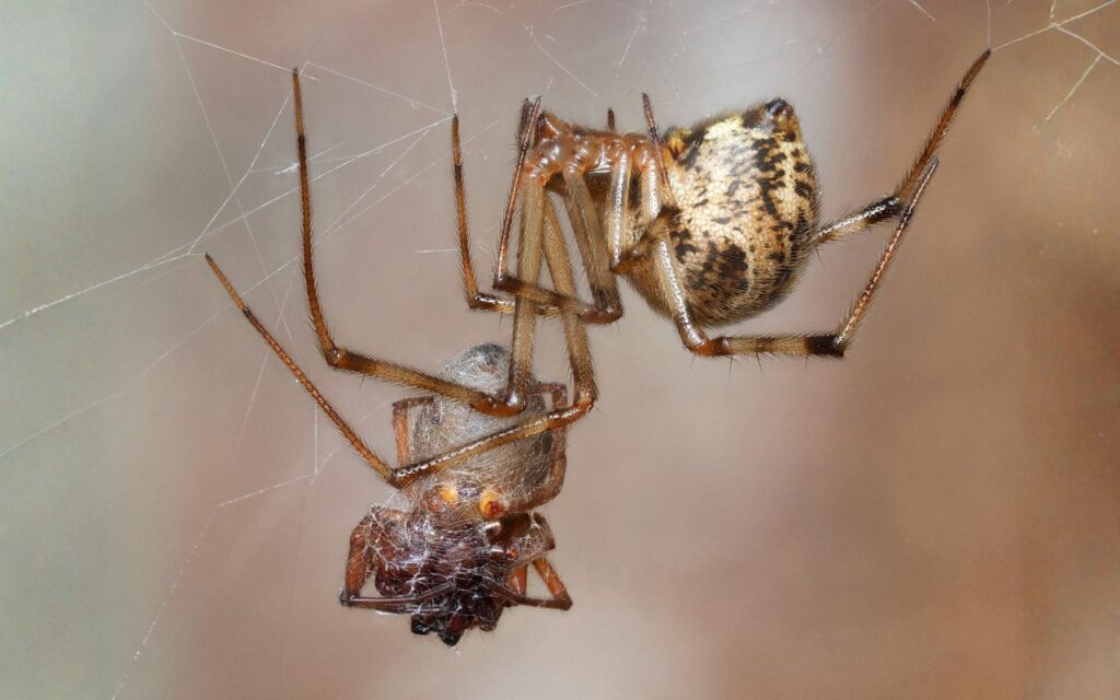 The Common Spiders of South Carolina: A Homeowner's Guide to Our Eight-Legged Neighbors 8 Common House Spider with another spider trapped in her web.