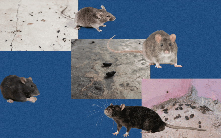 Photo collage showing various mice, rats, and rodent droppings on a blue background.
