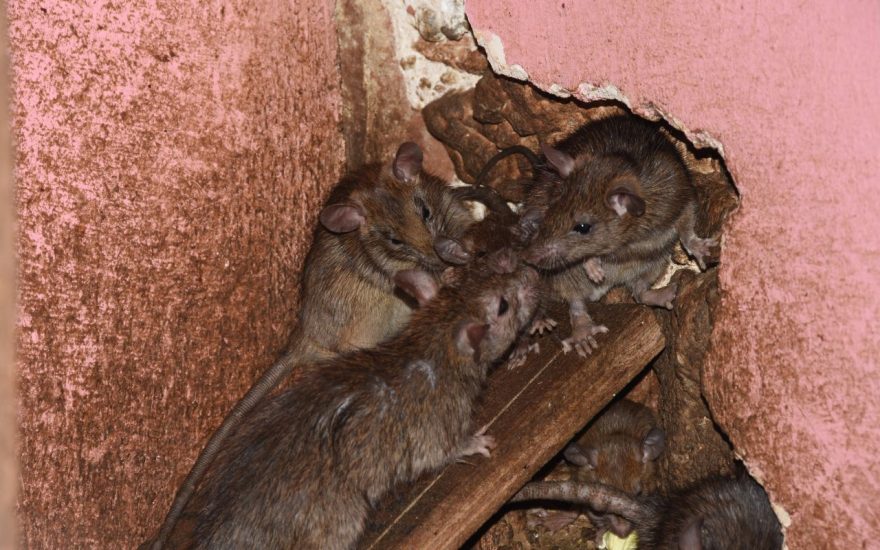 Rats in wall.