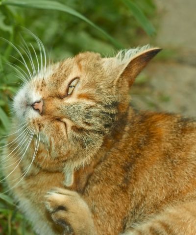 Domestic tabby cat scratching its face outdoor from itchy skin caused by a flea infestation.