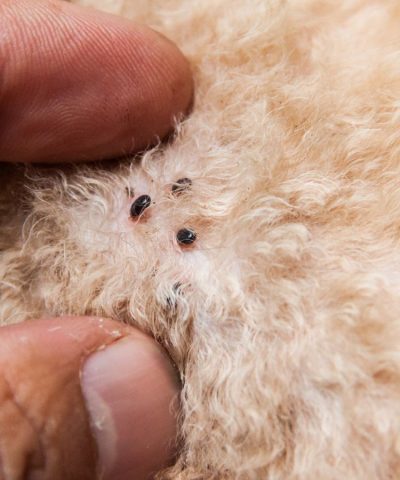 3 Engorged Ticks attached on tan dog.