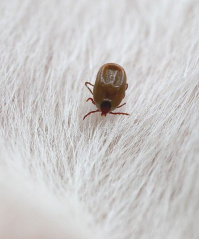 Tick on white dog fur.