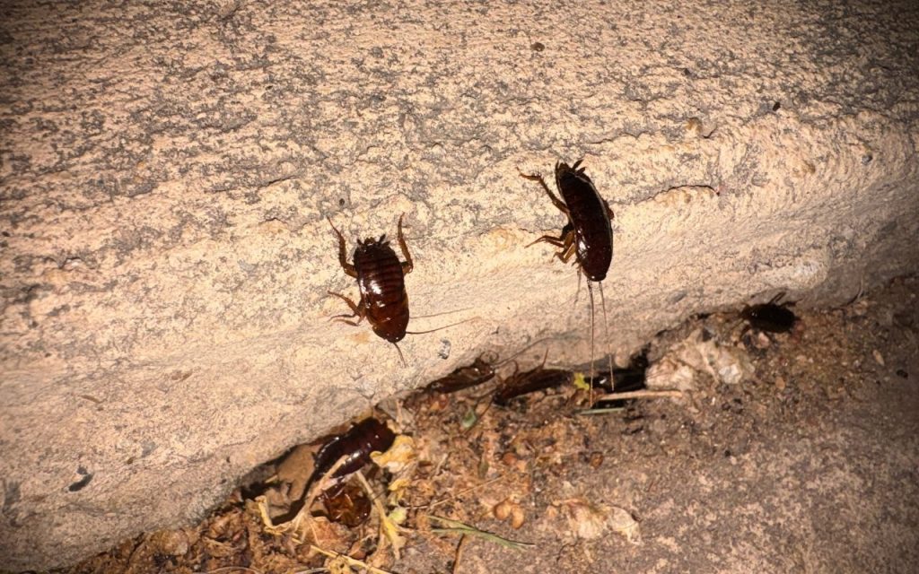 How to Get Rid of Roaches and Palmetto Bugs in Columbia, SC 1